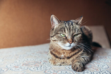 Funny portrait arrogant short-haired domestic tabby cat relaxing at home. Little kitten lovely member of family playing indoor. Pet care health and animal concept.