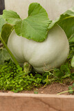 Fototapeta  - Pumpkin Grown In Garden In Summer.
