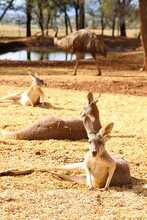 Portrait Image Of Australian Country Scene Including Various Kangaroos Relaxing In Field