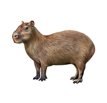 The Capybara (Hydrochoerus Hydrochaeris)