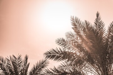 Tropical tourism paradise palms in sunny summer sun orange sky. Sun light shines through leaves of palm. Beautiful wanderlust travel journey symbol for vacation trip to southern holiday dream island