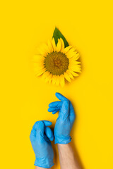 Fotomurales - Beautiful fresh sunflower in male hands in disposable medical blue gloves on yellow background Flat lay. Concept of the safety of agricultural products, plants, crops, flowers from insects and pests