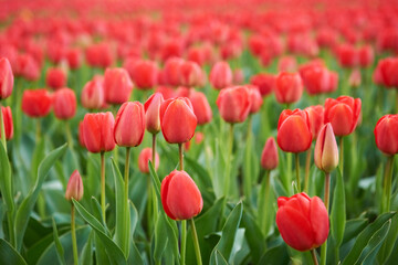 Wall Mural - Field of beautiful red tulips