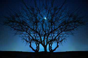 Canvas Print - Lonely tree under blue night sky