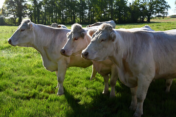 Canvas Print - Three cows looking in the same direction