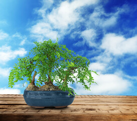 Beautiful bonsai tree in pot on wooden table against blue sky