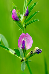 Poster - Schmalblättrige Wicke // vetch (Vicia angustifolia)