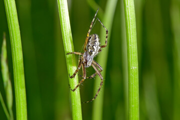 Canvas Print - Oak spider // Eichblatt-Kreuzspinne (Aculepeira ceropegia, Araneus ceropegia)