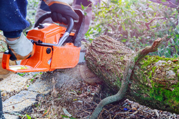 Poster - Tree felling with a large chainsaw cutting into tree trunk motion blur sawdust and chippings an uprooted broken tree, torn by the wind during a violent storm