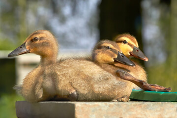 Sticker - Three baby ducklings of mallard and Indian runner duck bathing in sun