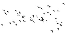 Flying Birds. Vector Images. White Backgorund.