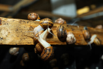 Wall Mural - Many snails crawling on wooden stand indoors, closeup