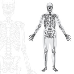 human skeleton hand drawn vector illustrations set. part of human skeleton graphic.