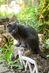 Poster - Dark gray cat sitting in the garden