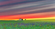 Agriculture field, grainfield with delphinium flowers, larkspur and poppies in summer on Surreal dusk sky with Bright red striped sunset horizon. Multicolored gradient of dawn sky, evening beginning