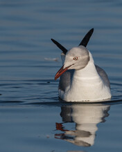 Gray Hooded Gull Portrait Over Water