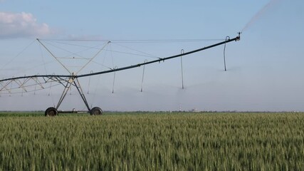 Wall Mural - Wheat field in spring with irrigation system for water supply, sprinklers splashing water to plants 