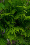Fototapeta Sypialnia - Many green lush fern leaves