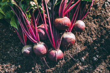 Wall Mural - Fresh beets. Harvest fresh organic beet on the ground.