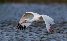 White Ibis Flies Over The Pond At The Rookery