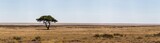 Fototapeta Sawanna - panorama of etosha nationalpark  landscape with lone tree in front of etosha pan and grassland