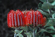 FLOWERS- Australia- Close Up of Beautifully Exotic Red Scarlett Banksia Blooms