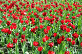 Fototapeta Tulipany - Bright red flowers of tulips blooming in a garden on a sunny spring day with natural lit by sunlight. Beautiful fresh nature floral pattern.