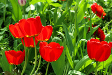 Bright Red Flowers Of Tulips Blooming In A Garden On A Sunny Spring Day With Natural Lit By Sunlight. Beautiful Fresh Nature Floral Pattern.
