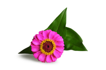 Wall Mural - Pink zinnia flower isolated on white