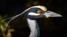 Yellow-crowned Night-Heron Close Up In Pearland, Texas!
