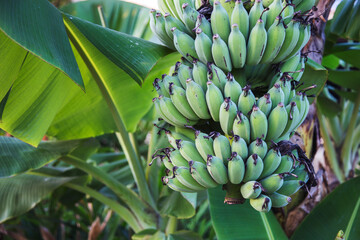 green banana fruit on tree in