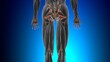 Gemellus superior Muscle Anatomy For Medical Concept 3D