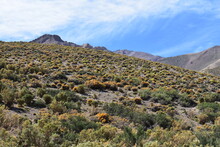 Mountain With Local Flora At Valle De Las Leñas, High Mountain Cordillera De Los Andes, Mendoza, Malargüe, Cuyo, Argentina, South America