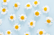 © Oleksandr - Flat lay spring and summer chamomile flowers on a blue background