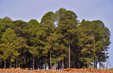 Wall Mural - Forest Tree Plantation 