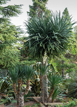 Yucca Gloriosa (Adams Needle, Spanish-dagger, Roman Candle, Mound Lily, Palm Lily, Spanish Bayonet, Glorious Yucca, Sea Islands Yucca, Lords Candlestick Or Tree Lily) Flowers On Plant In The Park