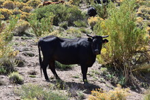 Cow On The Pasture In High Mountain, Cordillera De Los Andes, Cuyo, Mendoza, Argentina, South America