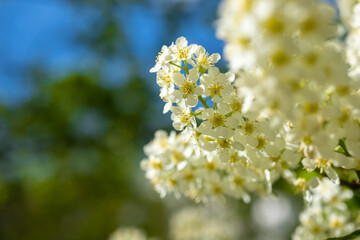 White flowering branches against the blue sky, beautiful spring