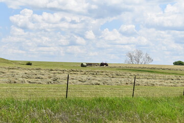 Canvas Print - Hay Field with a Tractor and Mowed Hay