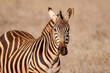 Zebra portrait. Tsavo west national park. Kenya. Africa