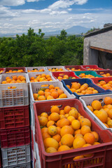 Wall Mural - Just picked oval oranges inside boxes during harvest time in Sicily