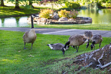 Canadian Geese In The Urban Park In Summer