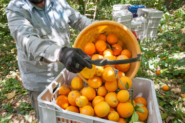 Wall Mural - Picker at work unloading a basket full of oranges in a bigger fruit box during harvest season in Sicily