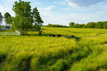 Wall Mural - Cattle in open grass field.
