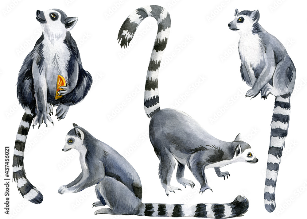 Set of lemurs white background, watercolor illustration, cute animals - obrazy, fototapety, plakaty 