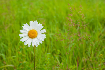 Beautiful field chamomile on a blurred green grass background.