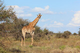 Fototapeta Sawanna - Giraffe / Giraffe / Giraffa camelopardalis