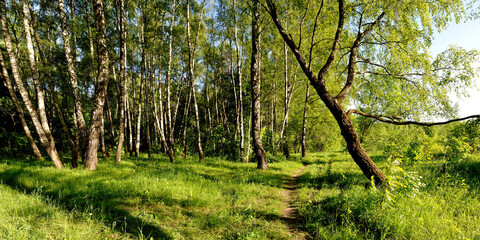 Poster - A summer walk through the forest, a beautiful panorama.