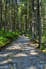 Fototapeta the road through a beautiful forest