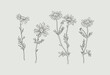 Wildflower daisy vector line art set. Flower doodle botanical collection. Herbal and meadow plants, grass. Vector illustration isolated on white background.